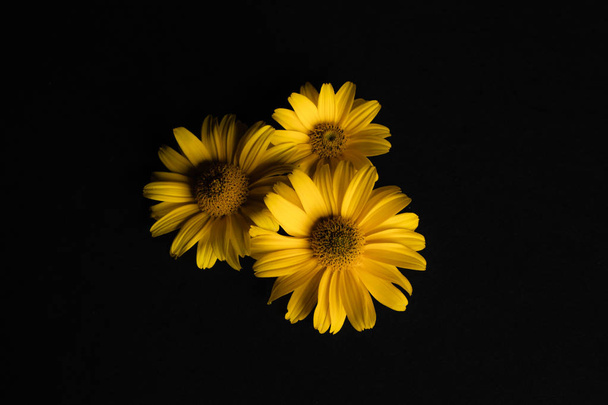 Three yellow flowers on a black background. - Zdjęcie, obraz