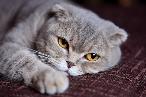 Minun Scottish Fold kissa
 - Valokuva, kuva