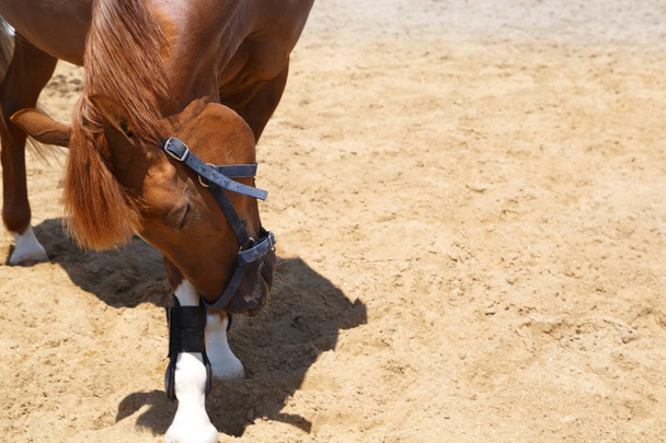 Cavallo acetosa inclinato la testa nel saluto
 - Foto, immagini