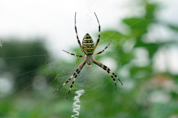 Araña rayada negra y amarilla en la web
. - Foto, Imagen