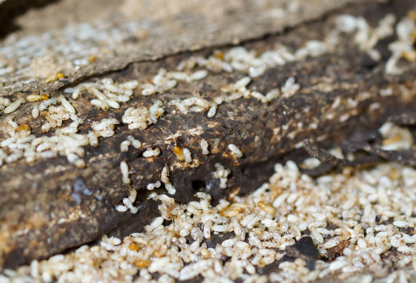 Problema de termitas en casa
 - Foto, Imagen