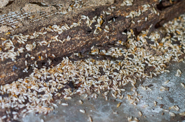 Problema di termite in casa
 - Foto, immagini