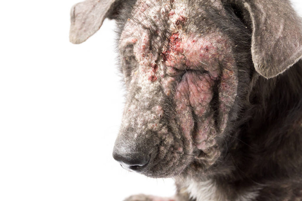 Closeup rosto do cão doente hanseníase problema de pele com fundo branco, foco seletivo
 - Foto, Imagem
