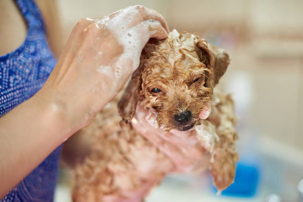 Grooming puppy service - Фото, изображение