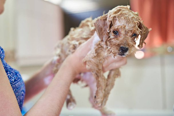 Cute puppy in soap bubbles - 写真・画像