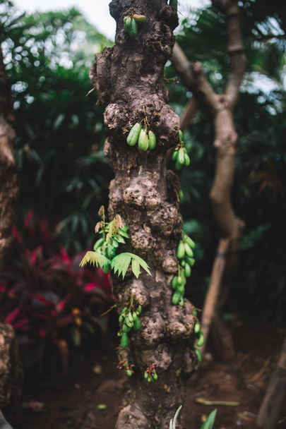 tree trunk in jungle closeup, lush tropical vegetation  - Фото, изображение