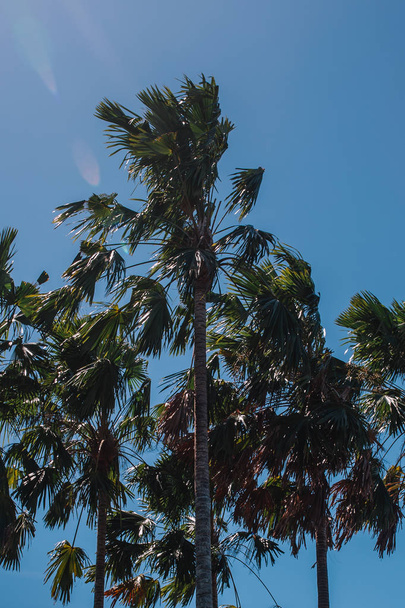 palms and blue sky - Foto, afbeelding