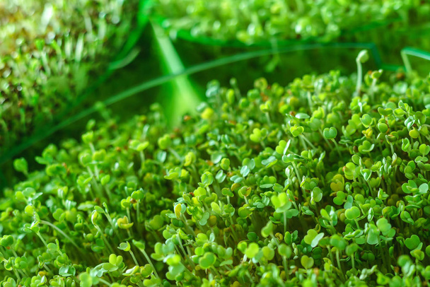 microgreen field, plants - Photo, Image