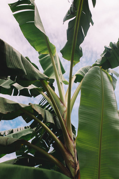  green banana leaves - Foto, Imagem