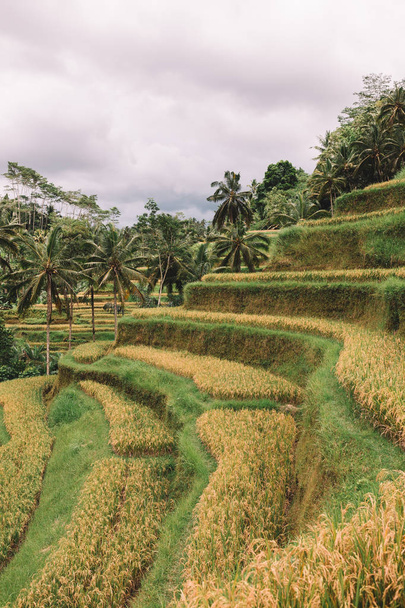 rice terrace in Indonesia - Fotoğraf, Görsel