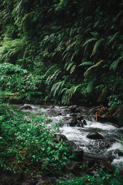 stream and lush tropical vegetation - Foto, Bild