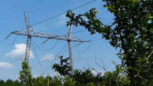 View of transmission lines,near the trees - Footage, Video