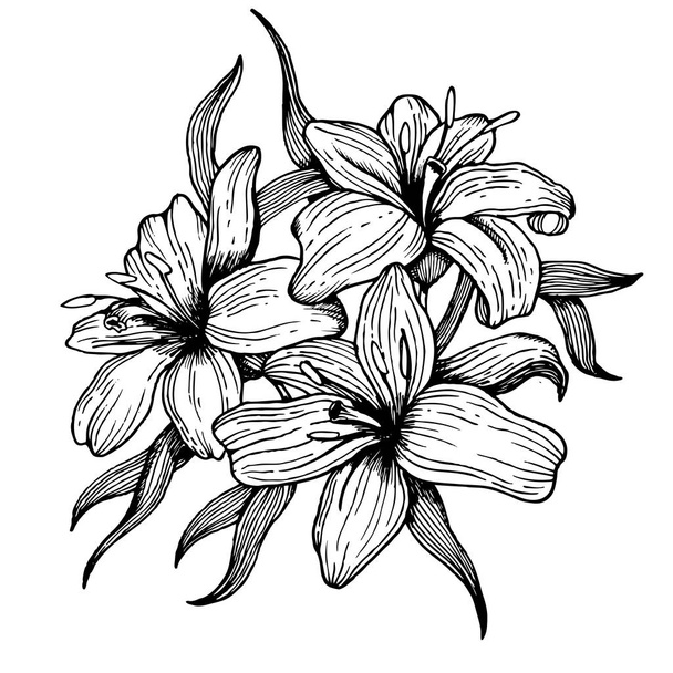 Lily flower engraving style vector illustration - Wektor, obraz