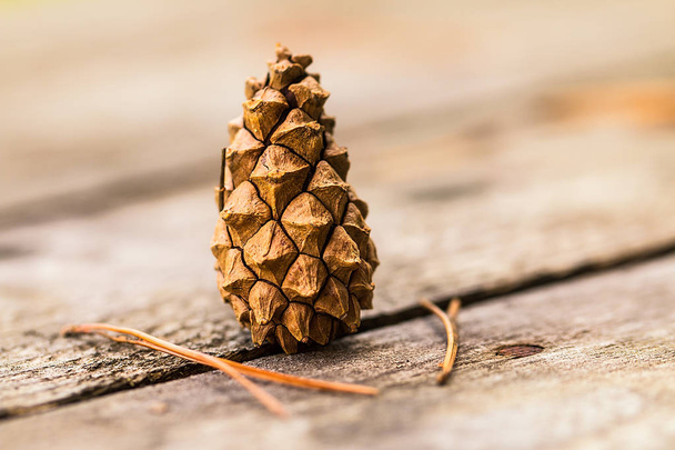 A focused pine cone resting on a wooden table. - Foto, imagen