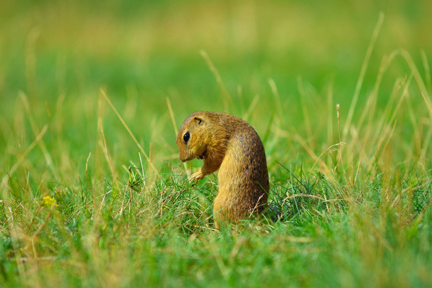 Scoiattolo terra tenere alcuni calli in zampe anteriori e l'alimentazione. Piccolo animale seduto da solo nell'erba
. - Foto, immagini