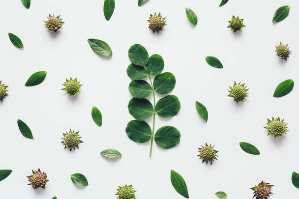 Green Leaves Arrangement On White Background - Photo, Image