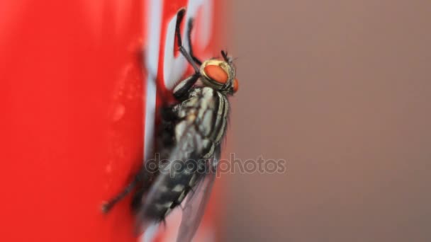 die lästige Fliege auf dem roten Becher - Filmmaterial, Video