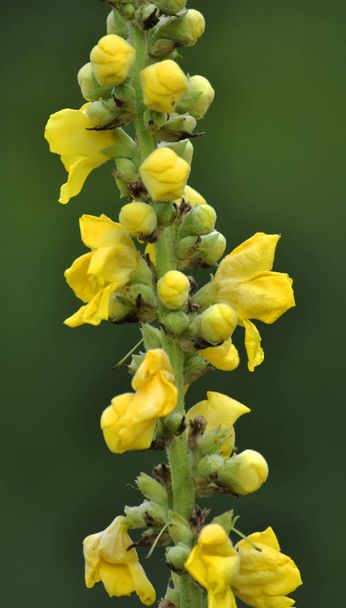 Flowering of medical plant of mullein_2 - Photo, Image