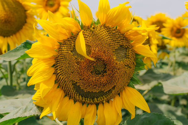 Sunflower with a smile. Emotions on sunflower. A smile of sunflower. - Valokuva, kuva