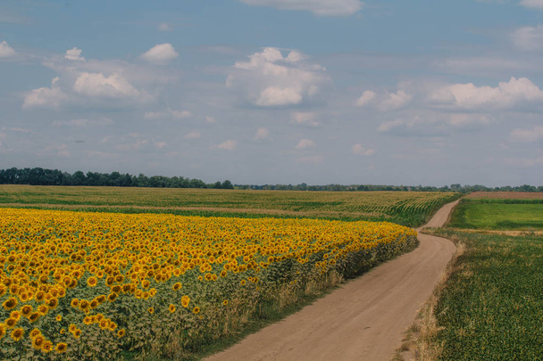Wiejski krajobraz z pustej drodze w pobliżu Słonecznikowe pole - Zdjęcie, obraz