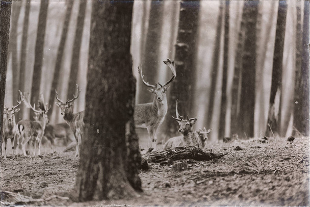 стадо палких оленів у лісі
 - Фото, зображення
