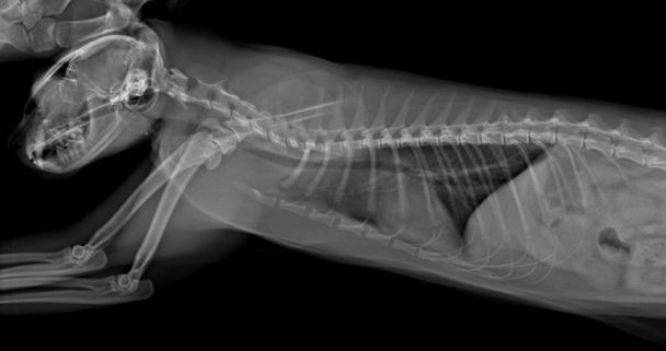 Ακτινογραφία υγιούς νεαρής γάτας στην πλευρική όψη. - Φωτογραφία, εικόνα