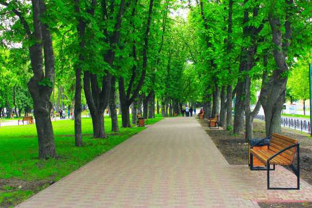 park with promenade path and big green trees - Valokuva, kuva