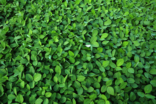 Green soy crops_6 - Photo, Image