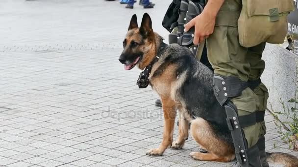 Schäferhund beim Militär sorgt für Sicherheit auf dem Gelände öffentlicher Veranstaltungen. Nahaufnahme - Filmmaterial, Video
