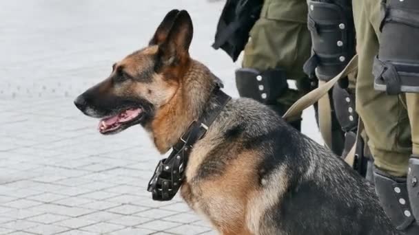 German Shepherd with the military provides security on the site of public events. Closeup - Footage, Video