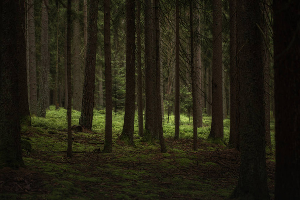 Bosque oscuro con claro brillante
 - Foto, imagen