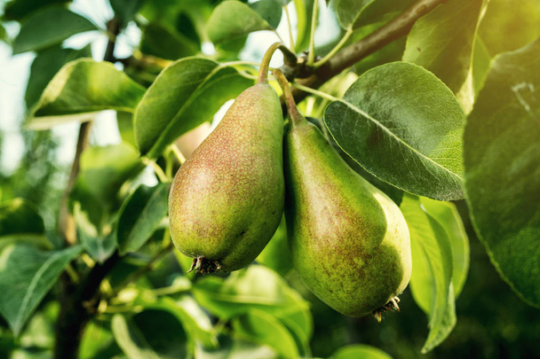 peren op een tak, onrijpe groene peer, perenboom, lekkere jonge pear opknoping op boom, vruchten zomertuin. Gewas van peren, gezonde biologische peren. Sappige smaakvolle peren van aard achtergrond.  - Foto, afbeelding