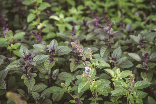 Herb: mint blooming - Фото, изображение