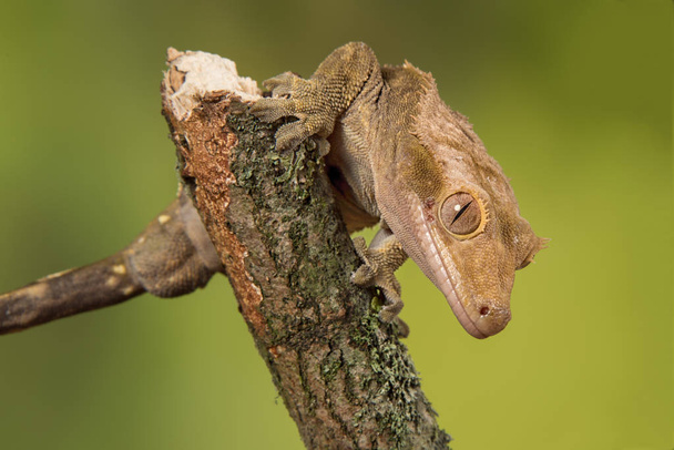 Λοφιοφόρη gecko από κοντά - Φωτογραφία, εικόνα
