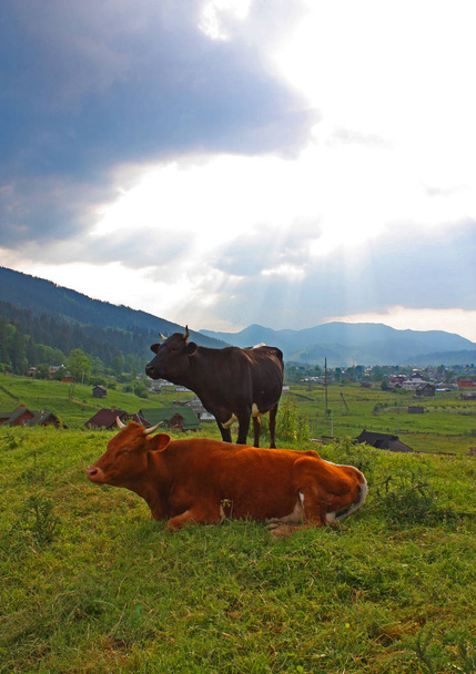 Krajobraz z krów na Ukrainie - Zdjęcie, obraz