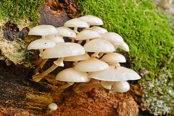 oudemansiella mucida гриби
 - Фото, зображення