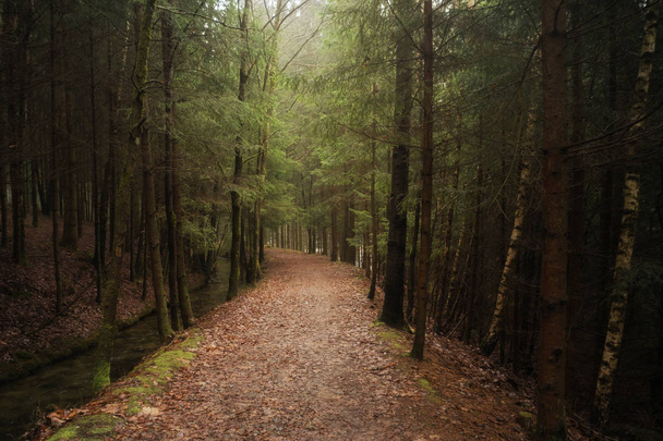 Пешеходная тропа в лесу рядом с небольшим ручьем
 - Фото, изображение