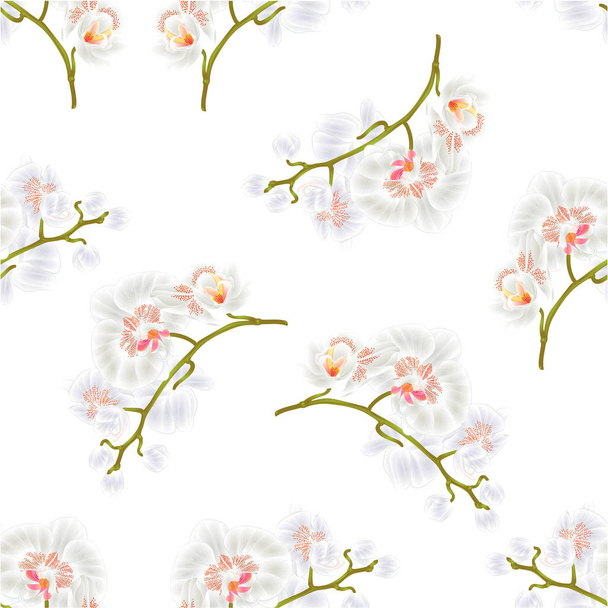 nahtlose Textur Zweige Orchideen phalaenopsis weiße Blumen tropische Pflanzen grüner Stamm und Knospen Vektor botanische Illustration - Vektor, Bild