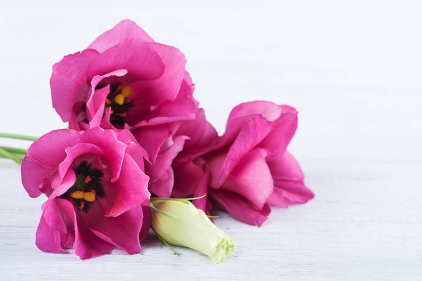 rosa lila Eustoma-Blüten  - Foto, Bild