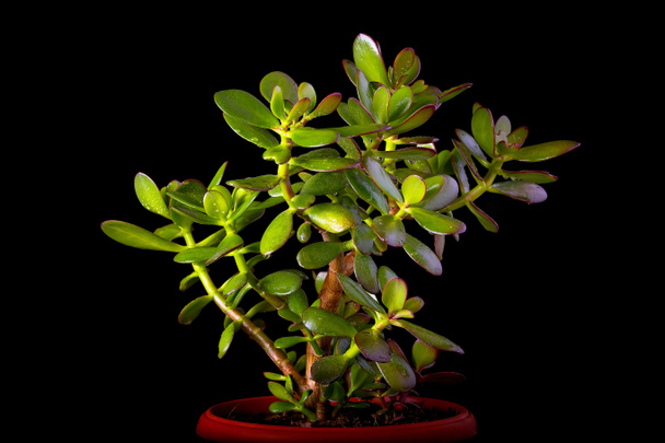 crassula ovata oder Geldbaum saftige Pflanze Nahaufnahme auf schwarzem Hintergrund - Foto, Bild