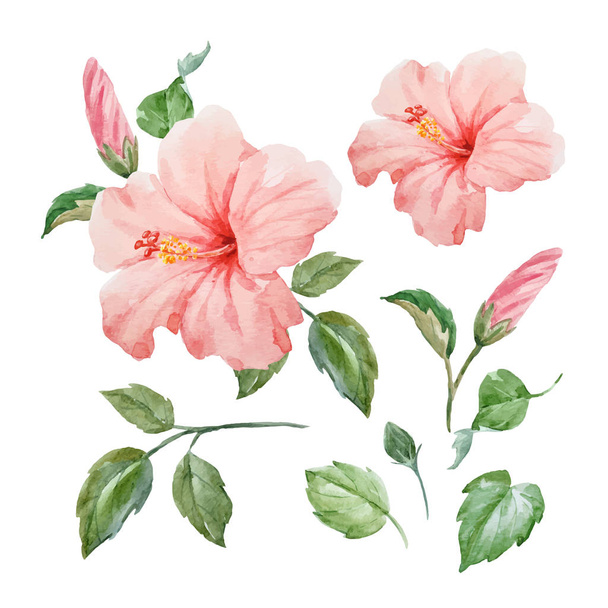 Watercolor vector tropical hibiscus flower - Vecteur, image