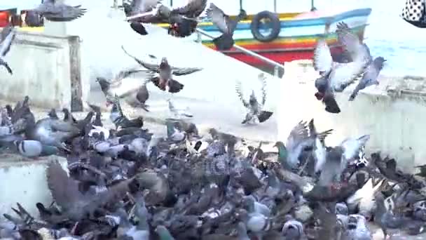 Veel duiven lopen op de grond, slow-motion shot - Video
