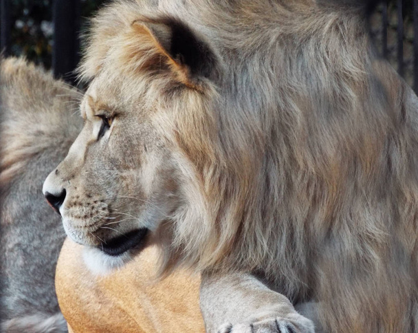 Yakın çekim Atlas aslan - Fotoğraf, Görsel