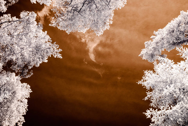 infrared camera image. skyscape through trees and leaves - Valokuva, kuva