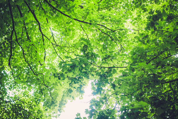 green trees on blue sky - Photo, Image