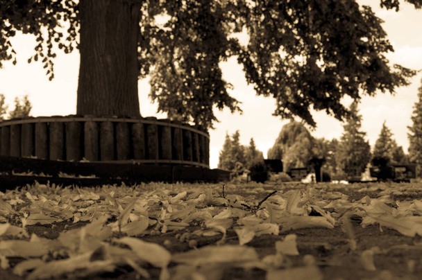 листя лежить на підлозі перед деревом
 - Фото, зображення