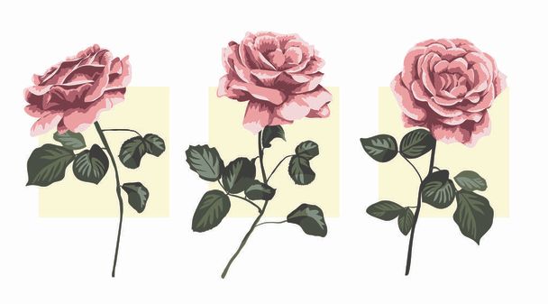 Ilustración de tres rosas rosadas
 - Vector, Imagen