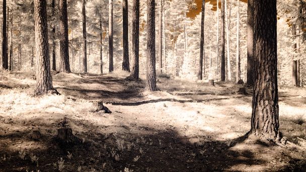 зображення інфрачервоної камери. вид на ліс
 - Фото, зображення