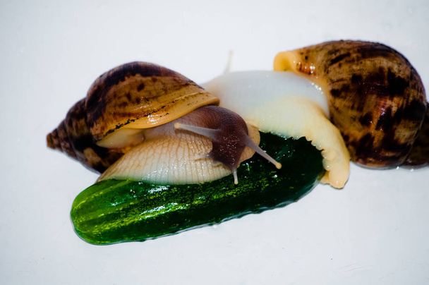 Ślimaki z zielonym ogórkiem na białym tle - Zdjęcie, obraz