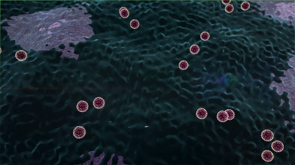 Lenfositlerin saldırısına uğrayan Coronavirus akciğer hücresine saldırıyor. - Video, Çekim